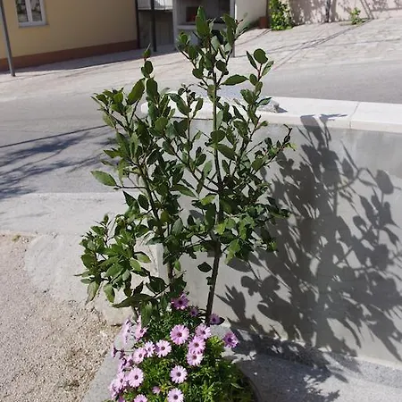 Apartment And Mare Makarska